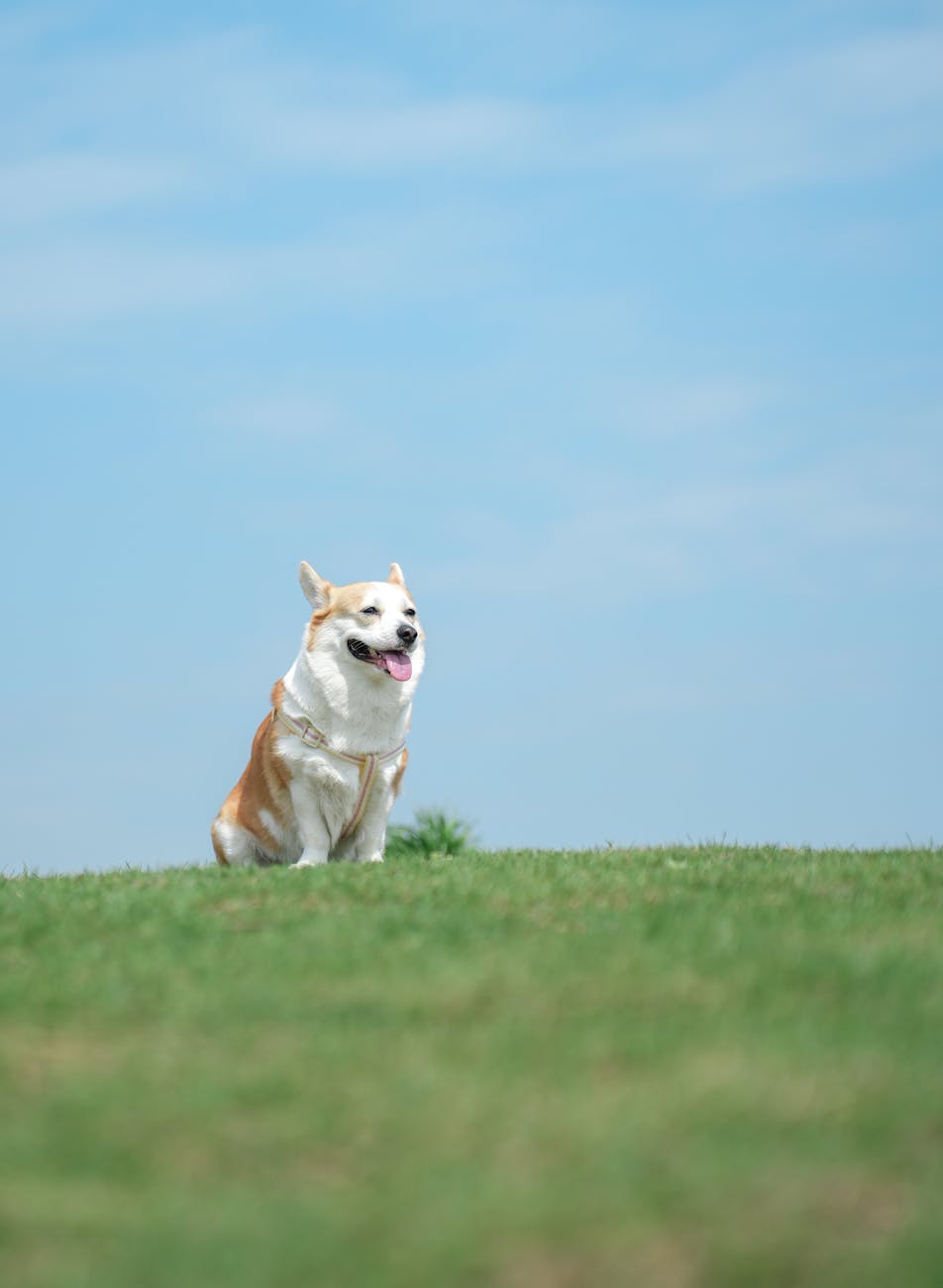 My dream question to answer: can I explain my research to a 5-year old kid?